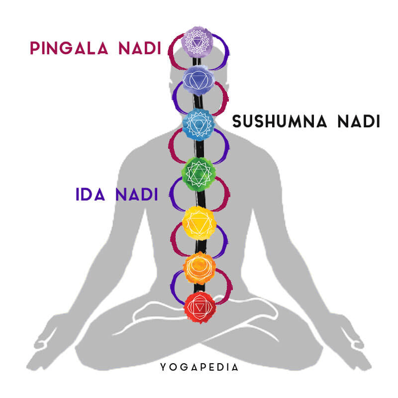 nadis pingala nadi ida sushumna